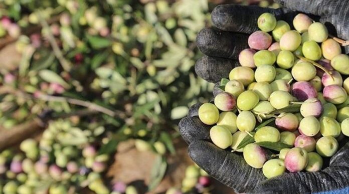 Zeytin alım fiyatları