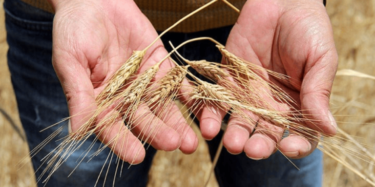 Kuraklık ve don felaketi Türkiye’yi vurdu